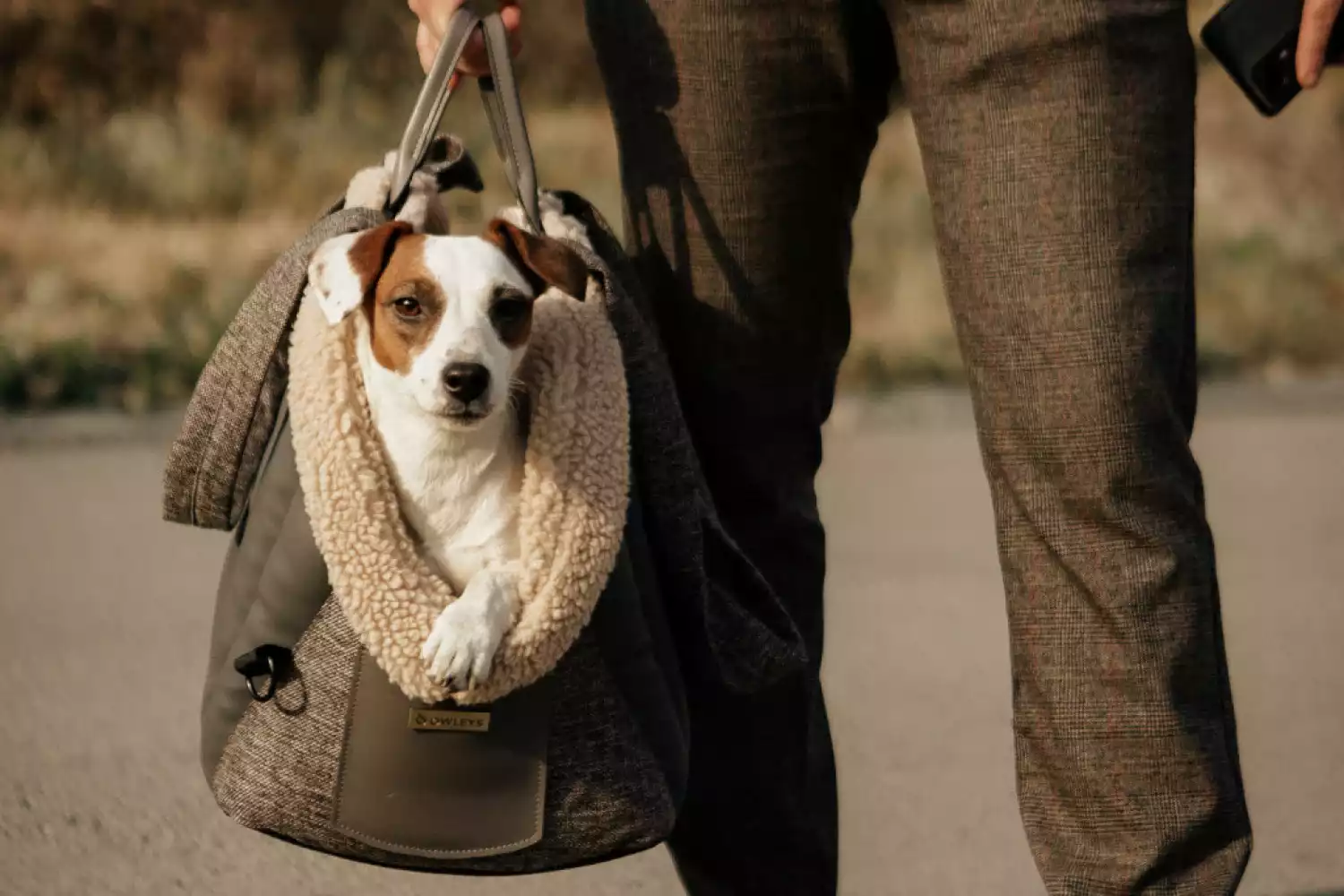 Miniature American Shepherd Dog Carrier Car Seat for Buick Enclave